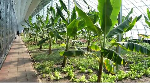 黑龍江雞西：設(shè)施農(nóng)業(yè)賦能 寒地結(jié)出南果