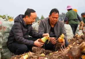 “中國香芋之鄉(xiāng)”迎豐收 江永香芋年產(chǎn)值達(dá)12億元