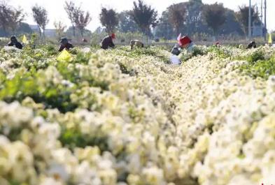 拓展多業(yè)態(tài) “中國杭白菊之鄉(xiāng)”芬芳傳四海