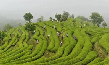 讓傳統(tǒng)茶泡出“新”滋味 福建南平高質(zhì)量推進(jìn)“三茶”統(tǒng)籌發(fā)展