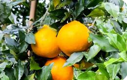 四川資陽雁江區(qū)：流通升級與加工補鏈為蜜柑產業(yè)注入新動能