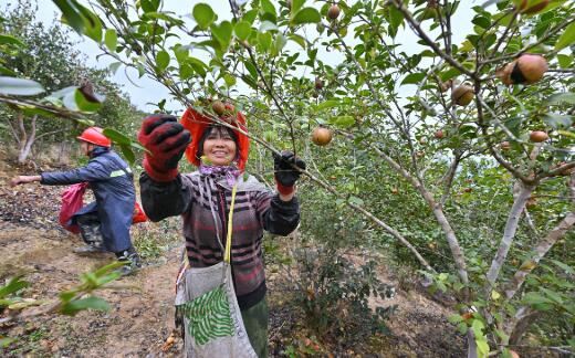 鄉(xiāng)村旅游 特色產(chǎn)業(yè) 三產(chǎn)融合——福建永泰“三方共富”繪就鄉(xiāng)村振興新圖景