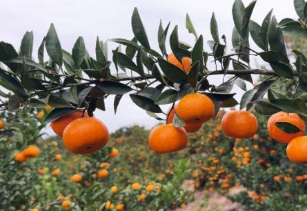南豐蜜桔：天地合釀，何以成為“中國蜜桔之鄉(xiāng)”？