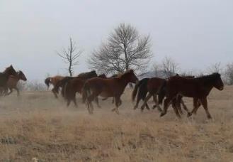 內(nèi)蒙古巴林右旗：科技賦能 智慧放牧
