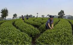 四川犍為推動“就業(yè)名片”向“產業(yè)引擎”加速升級