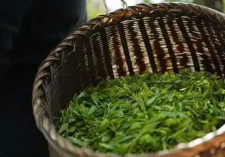 “中國蒸青茶之鄉(xiāng)”“中國硒菜薹之鄉(xiāng)” 恩施市再添“國字號”