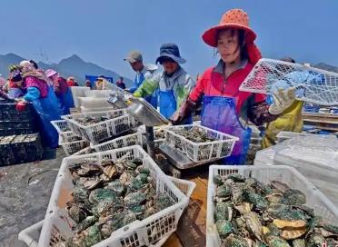 “中國鮑魚之鄉(xiāng)”福建連江：科技賦能“吃透一粒鮑”