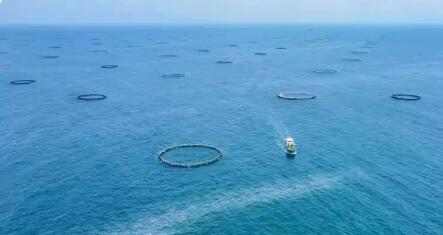 跨進(jìn)深遠(yuǎn)海 廣東全產(chǎn)業(yè)鏈深耕“藍(lán)色糧倉”