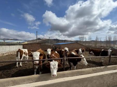 內(nèi)蒙古巴林右旗：科技賦能，現(xiàn)代畜牧業(yè)全鏈升級