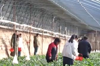 節(jié)日消費(fèi)市場“熱”力十足、文化味兒濃 “菜籃子”“果盤子”供應(yīng)豐富穩(wěn)定