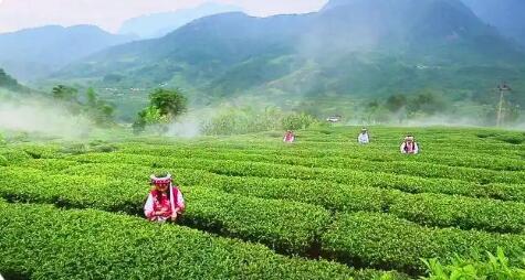 四川攀枝花：三向發(fā)力做強做優(yōu)特色茶產業(yè)