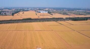 1.43萬億斤！為何今年全國糧食產(chǎn)量再創(chuàng)新高？