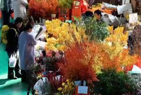 “南花北運(yùn)”鎖鮮達(dá) 辭舊迎新活力十足 “鮮花+”變身消費(fèi)“新寵”激活經(jīng)濟(jì)新引擎