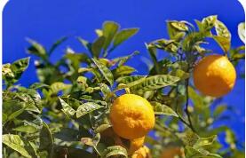 依托山區(qū)特色產(chǎn)業(yè)浙江常山萬千農(nóng)戶走出“共富路”