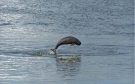 十大行動(dòng)！我國實(shí)施長江江豚拯救行動(dòng)計(jì)劃（2026—2035年）