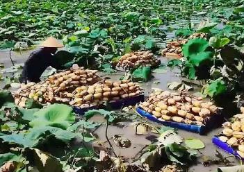 “寶應荷藕”入選國家級農業(yè)品牌精品培育名單，“中國荷藕之鄉(xiāng)”再添“國字號”