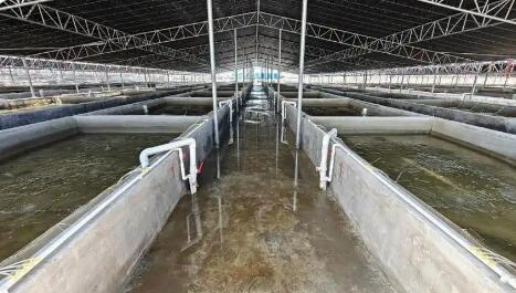 廣東鹽業(yè)集團全鏈布局現(xiàn)代化海洋牧場