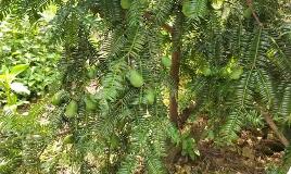 安徽黟縣：深耕“香榧經(jīng)濟”實現(xiàn)綠富共興