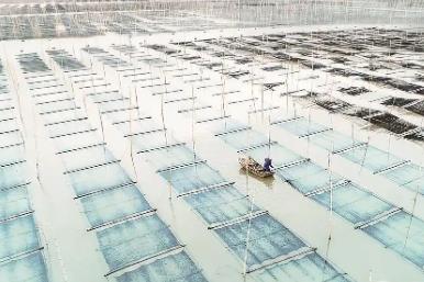“中國壇紫菜之鄉(xiāng)”福建省福鼎市：紫菜產銷兩旺
