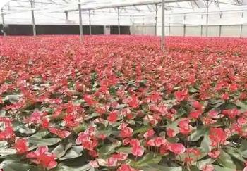 廣東各地百萬(wàn)畝“繁花”迎新年