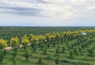 內蒙古敖漢旗：生態(tài)答卷亮眼 特色產業(yè)富民