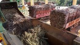 確保將一根甘蔗“吃干榨盡” 廣西來賓構(gòu)建五大循環(huán)經(jīng)濟(jì)產(chǎn)業(yè)鏈