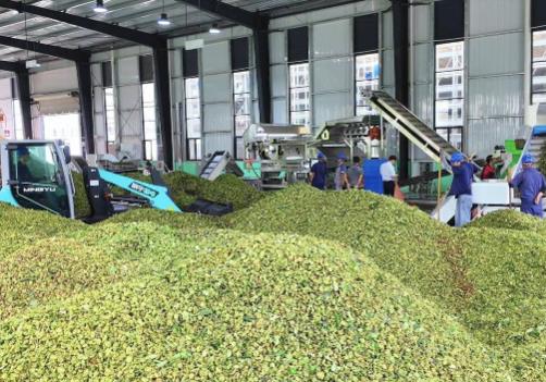 中國八角之鄉(xiāng)”云南富寧：八角撐起致富夢