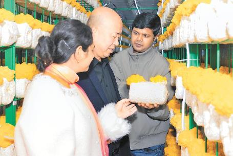 山東臨清打造北方金耳之鄉(xiāng)