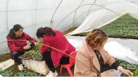 河南唐河：打好“特色牌” 念好“致富經(jīng)”