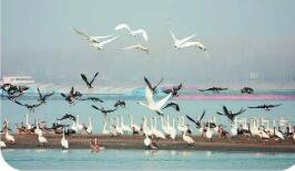 新一批長(zhǎng)江流域國(guó)家重點(diǎn)保護(hù)水生野生動(dòng)物重要棲息地名錄發(fā)布