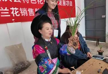 “中國名蘭之鄉(xiāng)”云南省鶴慶縣：讓傳統花卉成增收致富新引擎