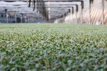 濰坊昌樂：“好種苗”賦能“強產(chǎn)業(yè)” 擦亮“中國西瓜之鄉(xiāng)”金招牌