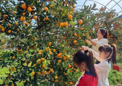 “中國金柑之鄉(xiāng)”迎豐收 “小金豆”變身“黃金產(chǎn)業(yè)”