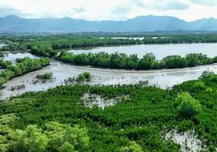 “十四五”廣東新營(yíng)造紅樹林超4900公頃 居全國(guó)首位
