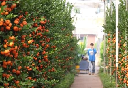 廣東順德“年桔之鄉(xiāng)”迎來豐收旺季 海外訂單陸續(xù)出貨