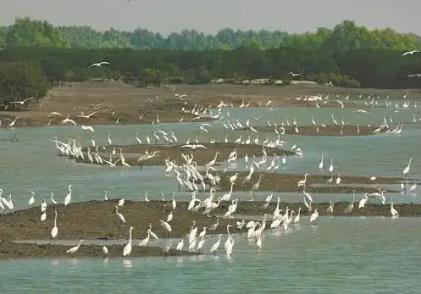 廣東“十四五”海洋生態(tài)保護(hù)交出“硬核”答卷