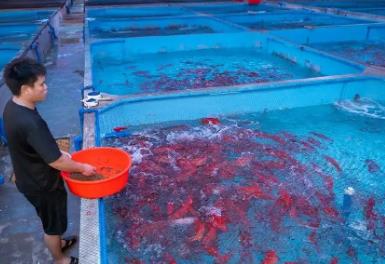 中國東星斑之鄉(xiāng)，居然是海南這個小城