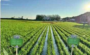 全鏈發(fā)展提質(zhì)效 品類拓展促增收——黑龍江定制農(nóng)業(yè)發(fā)展一線觀察