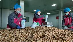 2025年甘肅中藥材出口額超8500萬(wàn)元