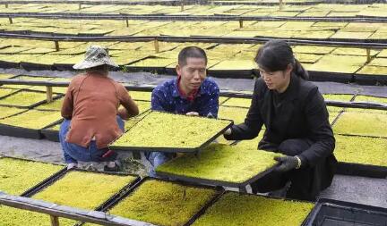 去年人均可支配收入突破4.5萬(wàn)元 農(nóng)民增收，浙江為何能？