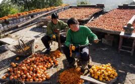河南滎陽(yáng)柿子產(chǎn)業(yè)書(shū)寫(xiě)鄉(xiāng)村振興『甜蜜』新篇章