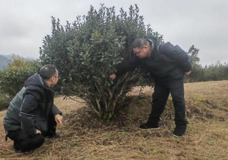 “中國苔茶之鄉(xiāng)”何以實現(xiàn)“古樹生金”