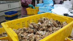 “中國牡蠣之鄉(xiāng)”產(chǎn)值突破百億 稅務(wù)合規(guī)同步提升