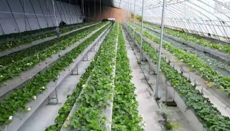 甘肅隴西：東西部協(xié)作推動設(shè)施農(nóng)業(yè)發(fā)展