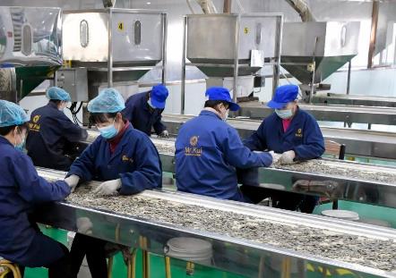 河套葵花籽成為“蒙字號”農(nóng)產(chǎn)品出海旗手