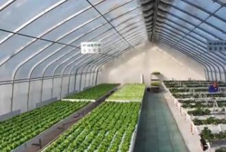 中國蔬菜之鄉(xiāng)山東壽光：AI算法成了“種菜管家”