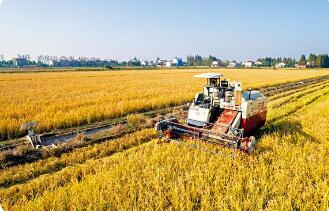 中央財(cái)辦、中央農(nóng)辦有關(guān)負(fù)責(zé)人解讀中央一號(hào)文件 “糧食安全這根弦必須始終繃緊”