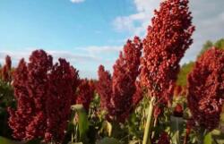 發(fā)票數(shù)據(jù)顯示內(nèi)蒙古農(nóng)產(chǎn)品銷售穩(wěn)定向好