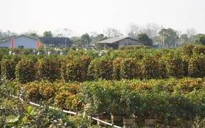 年桔熱銷正當時，廣州“年桔之鄉(xiāng)”為何停辦“豐收節(jié)”？