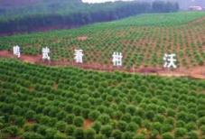 “中國沃柑之鄉(xiāng)”廣西武鳴：一顆“甜蜜果”串起百億富民鏈